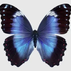 Wochenendangebot Butterfly XIV