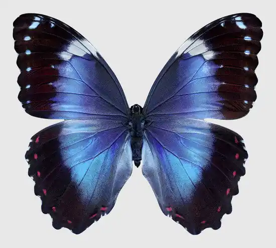 Wochenendangebot Butterfly XIV