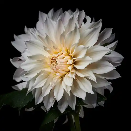 Neu Im Sortiment Dahlia