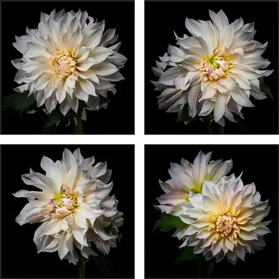 Dahlia Grid White Ausverkauf