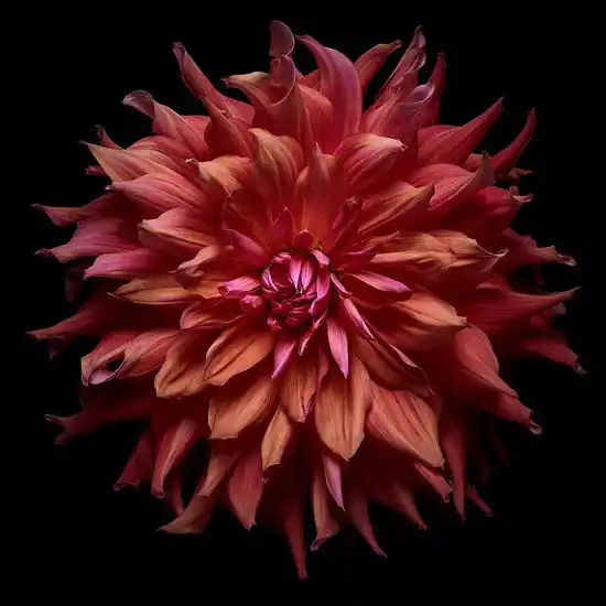 Rabatt Dahlia II