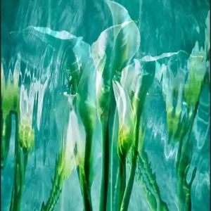 Lilies Nur Heute