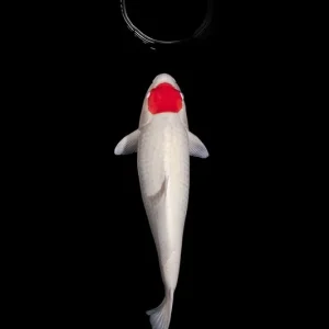 Tancho Kohaku Sichere Zahlung