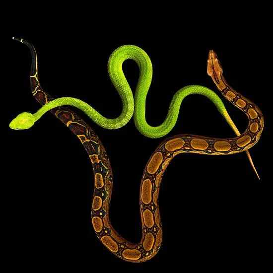 The Serpent III Super-Preis