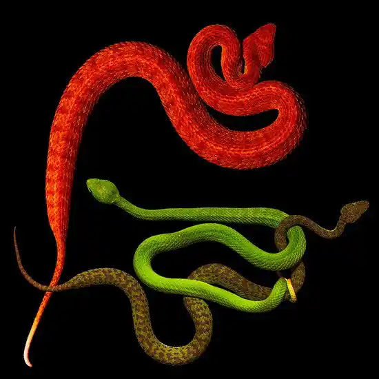 The Serpent IV Nur Für Kurze Zeit