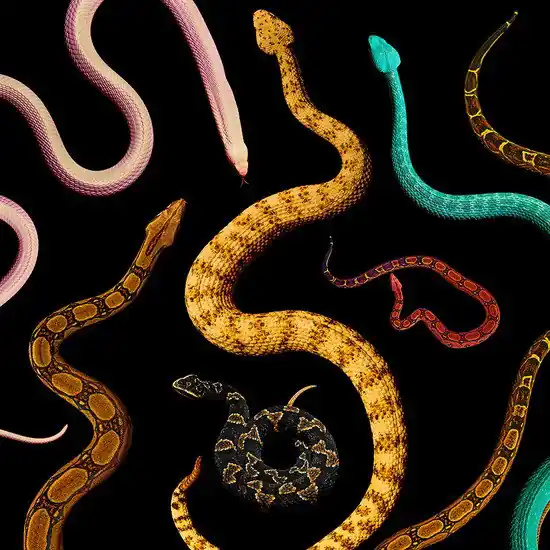 The Serpent XIV Bestseller