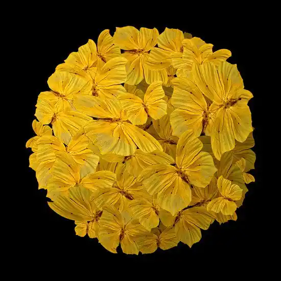 Yellow Rhapsody Sofort Bestellen