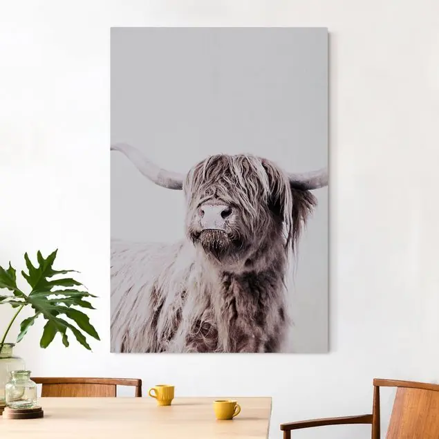 Hochlandrind Frida in Beige                               Akustikbild Sale