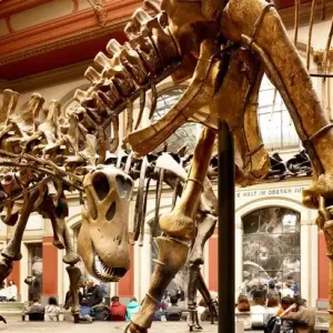 Angebot Museum für Naturkunde