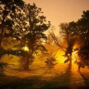 Two Suns Garantierte Lieferung