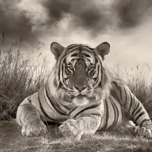 Bengal Tiger Gratis Versand