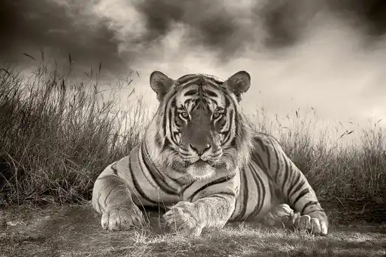 Bengal Tiger Gratis Versand