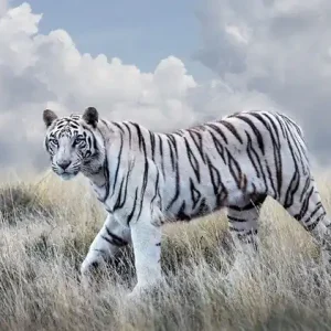 Schnäppchen Bengal Tiger Queen