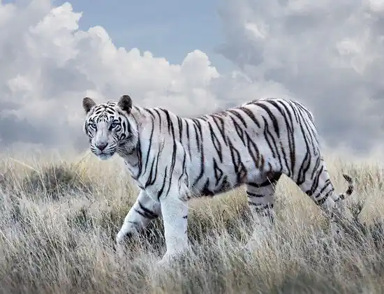 Schnäppchen Bengal Tiger Queen