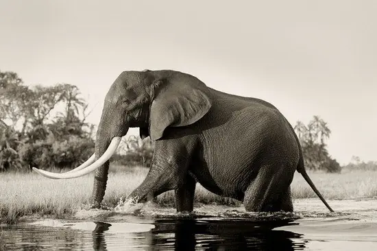 Big Tusker Elephant Bull Saisonangebot