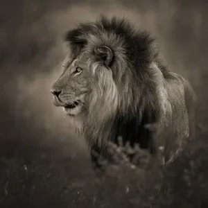 Black Maned Lion Direkt Vom Hersteller