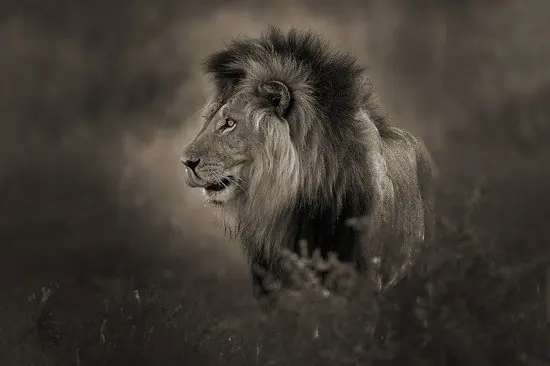 Black Maned Lion Direkt Vom Hersteller