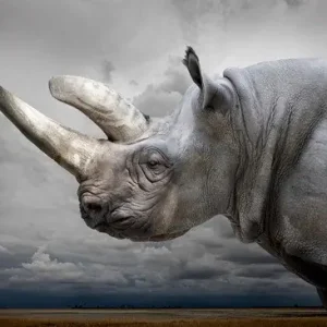 Black Rhino with Sky Saisonangebot