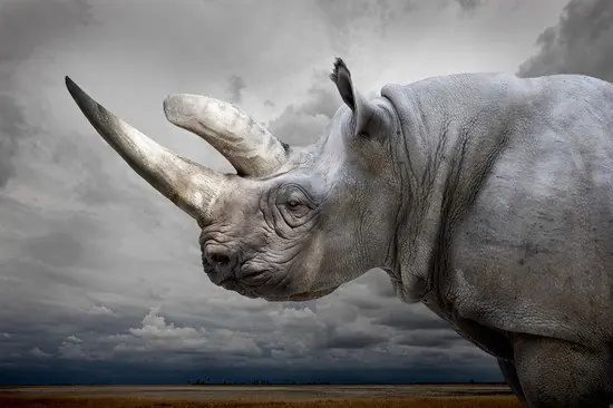 Black Rhino with Sky Saisonangebot