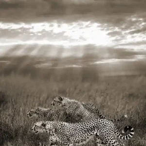 Letzte Chance Cheetahs hunting, Serengeti, Tanzania