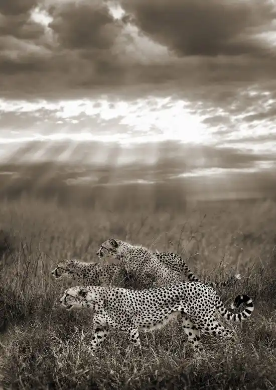 Letzte Chance Cheetahs hunting, Serengeti, Tanzania