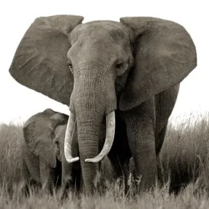 Elephant and baby Saisonangebot