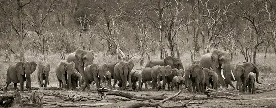 Elephant herd & logs Jetzt Kaufen