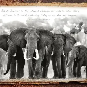 Kostenfreie Lieferung Elephant Leader
