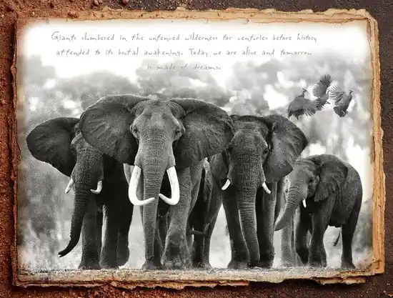 Kostenfreie Lieferung Elephant Leader