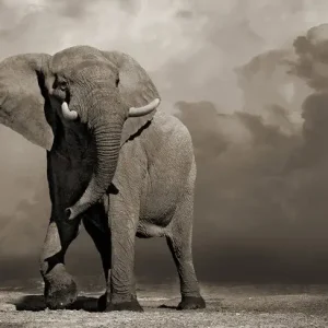 Elephant with Storm Clouds Saisonangebot