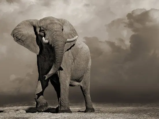 Elephant with Storm Clouds Saisonangebot