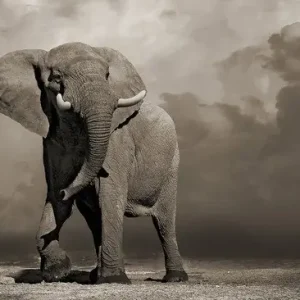 Saisonangebot Elephant with Storm Clouds