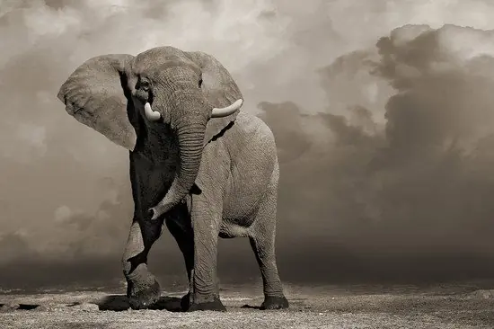 Saisonangebot Elephant with Storm Clouds