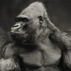 Gorilla Aktuell