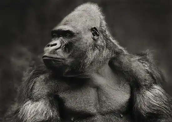 Gorilla Aktuell