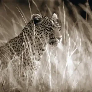 Billig Leopard in high grass