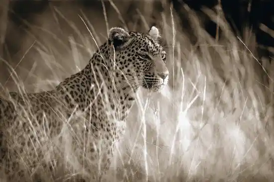 Billig Leopard in high grass