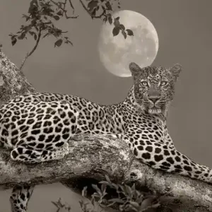 Top-Seller Leopard Moon