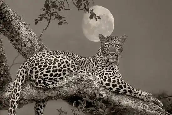Top-Seller Leopard Moon