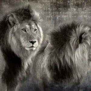 Lion brothers Schneller Versand