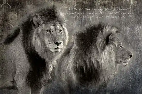 Lion brothers Schneller Versand