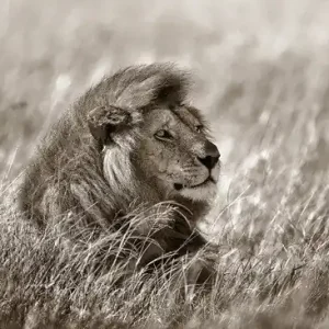 Expressversand Lion in Grass
