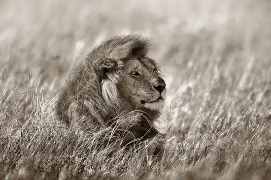 Expressversand Lion in Grass