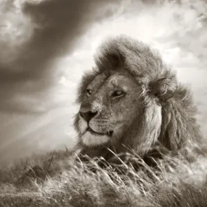 Abverkauf Lion King