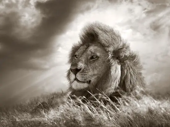 Abverkauf Lion King