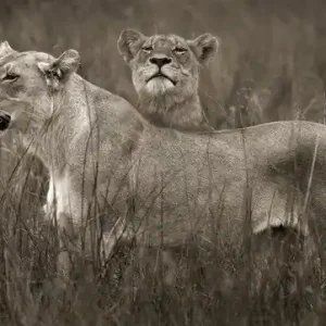 Lion sisters Bestseller