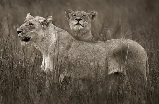 Lion sisters Bestseller