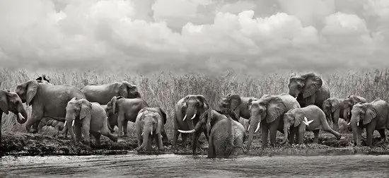 Zertifiziert Malawi Elephant Breeding Herd