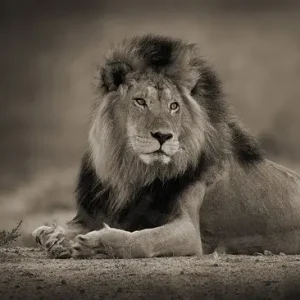 Markenware Relaxed Male Lion