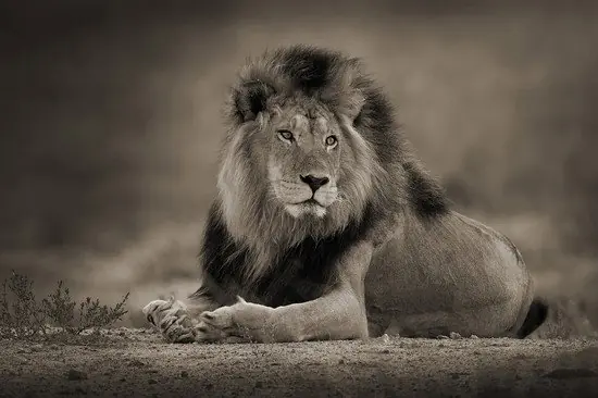 Markenware Relaxed Male Lion